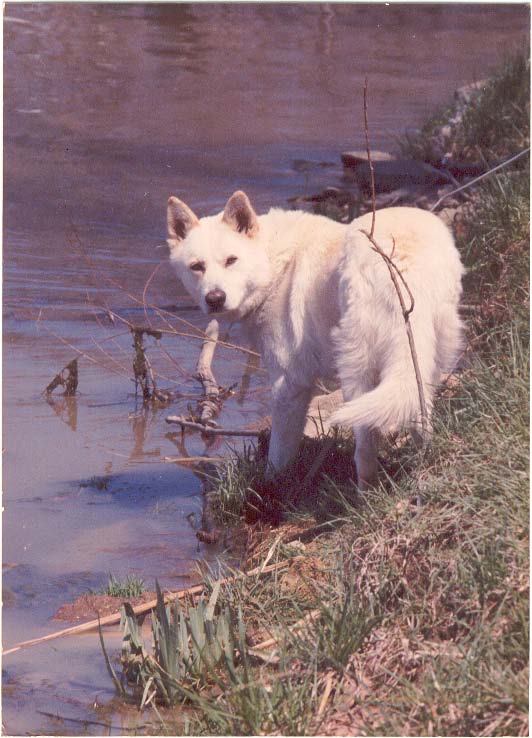 Bubba - white dog posing near water