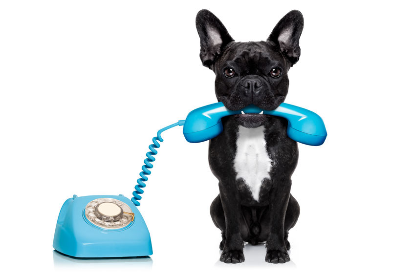 french bulldog dog on the phone or telephone in mouth, isolated on white background