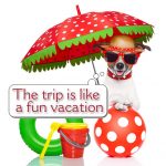 Chihuahua with beach accessories on vacation graphic
