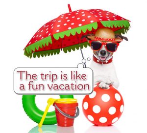 Chihuahua with beach accessories on vacation graphic