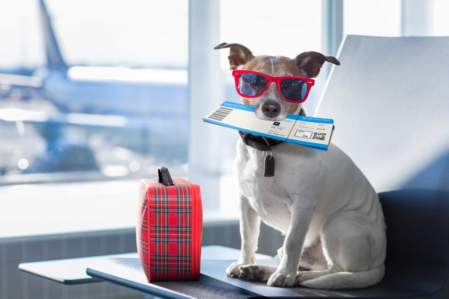 10 Tips for Safety when Traveling with Pets TLC Pet Transport