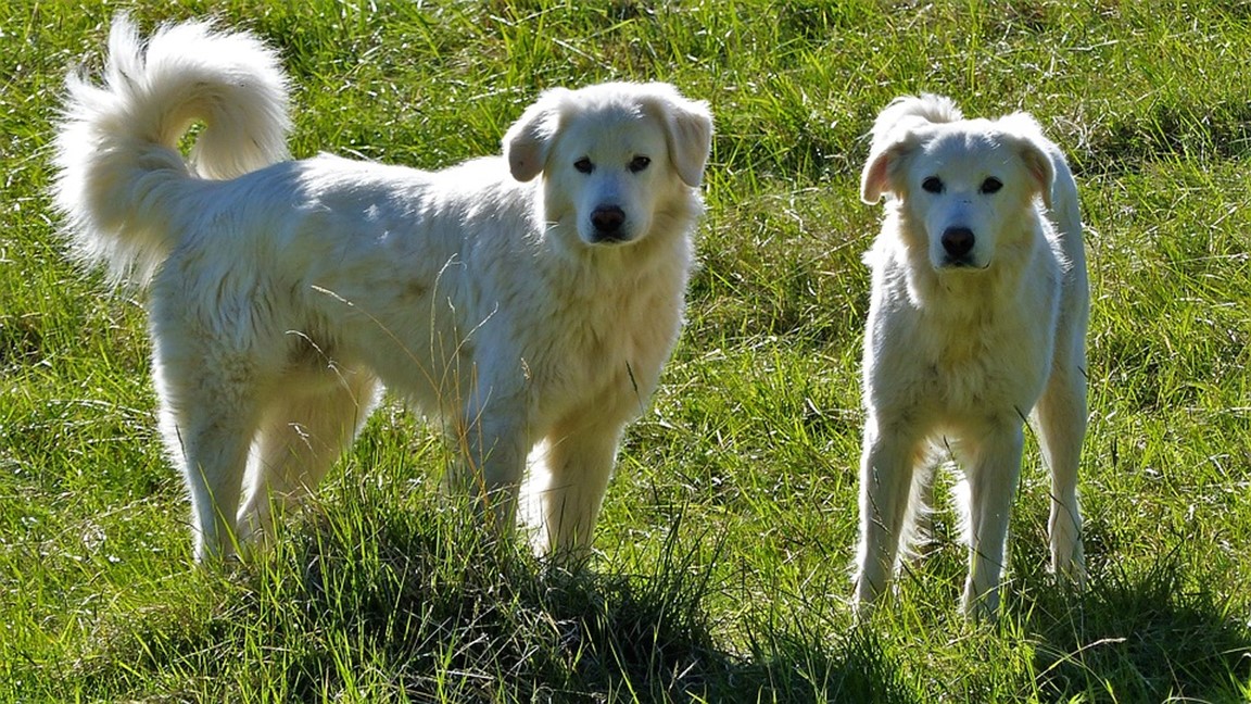 How Do Dogs Say Thank You? Signs And Behaviors - TLC Pet Transport